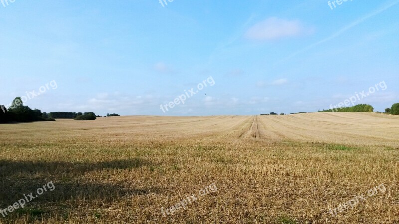 Corn Field Field Nyborg Free Photos