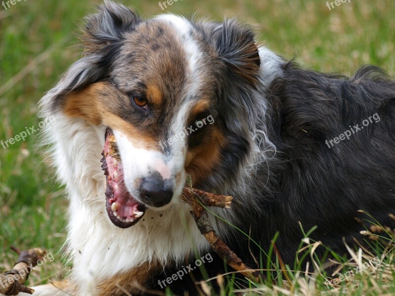 Australian Sheperd Dog Austral Waterloo Shepherd Dog Portrait Animal Portrait