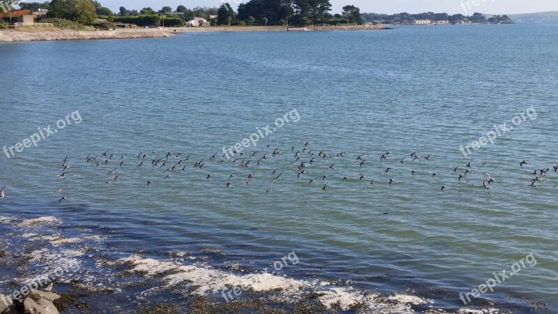 Birds Flying Beach Scenery Lan