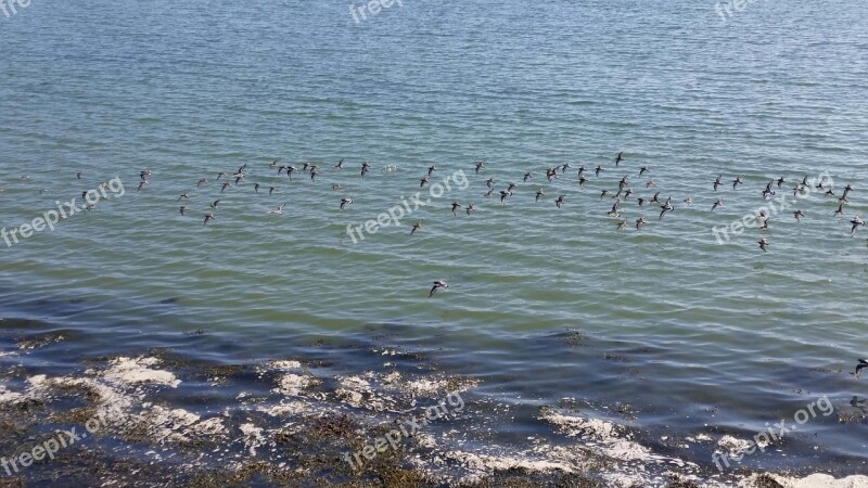 Birds Flying Beach Scenery Lan