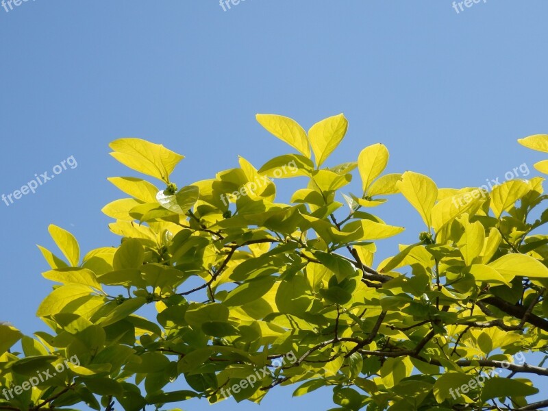 Young Leaves Spring Persimmon Oyster Blue Sky