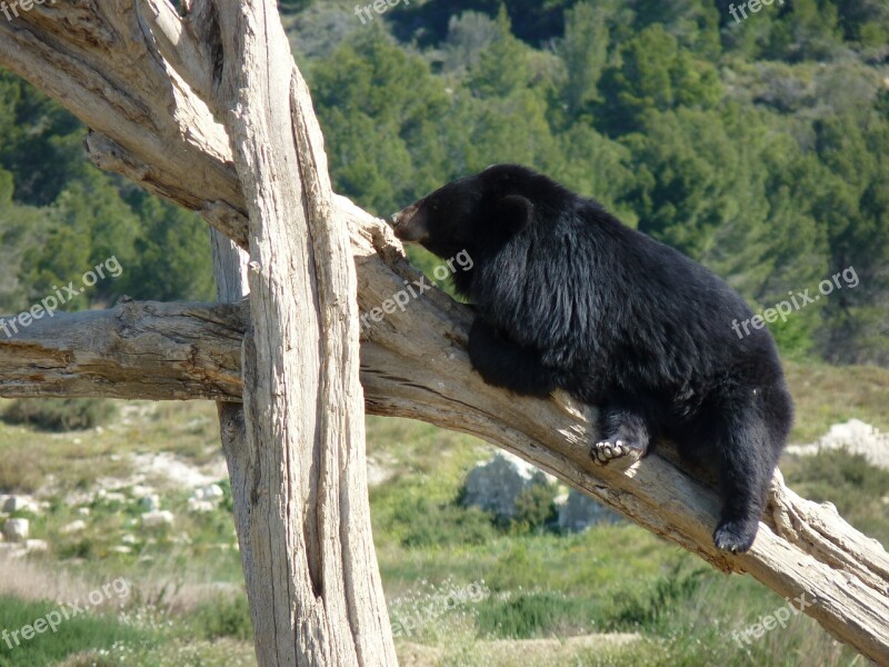 Bear Animal Zoo Free Photos