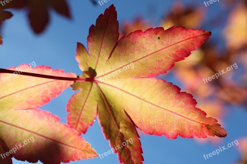 Leaf Blue Autumn Fall Nature