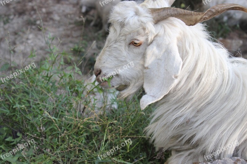 Goat Shimla Himachal India Pradesh