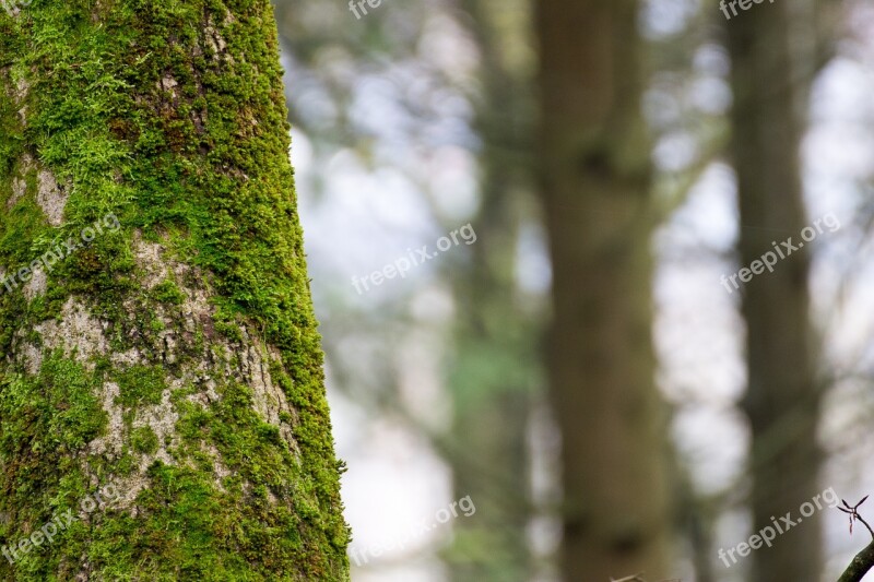 Moss Log Rot Old Tree