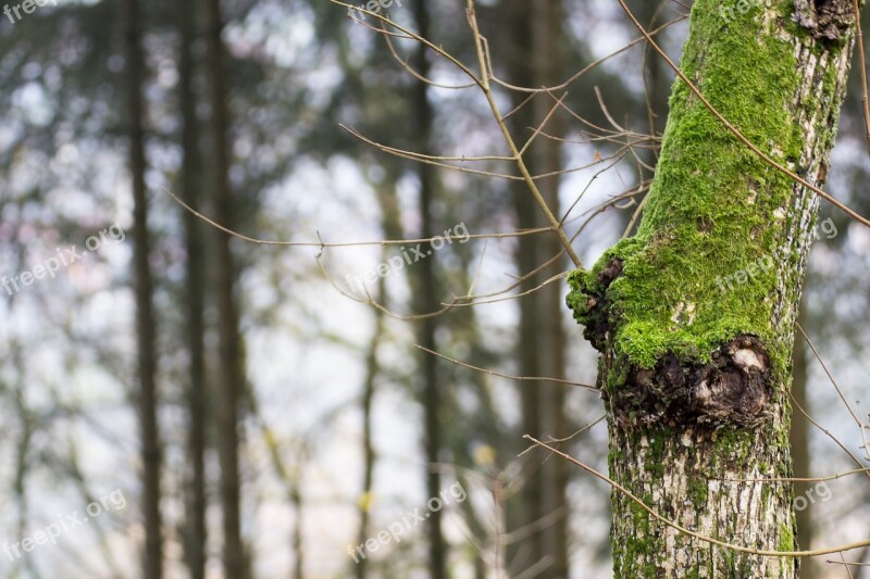 Moss Bark Wood Structure Free Photos