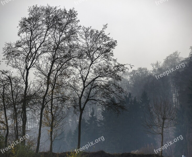 Trees Twilight Abendstimmung Rest Black