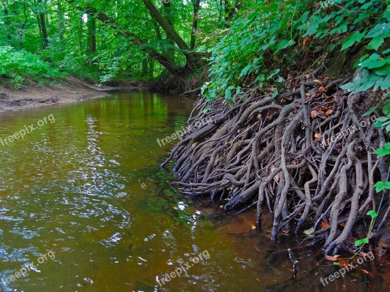 Root Forest River Bach Bank