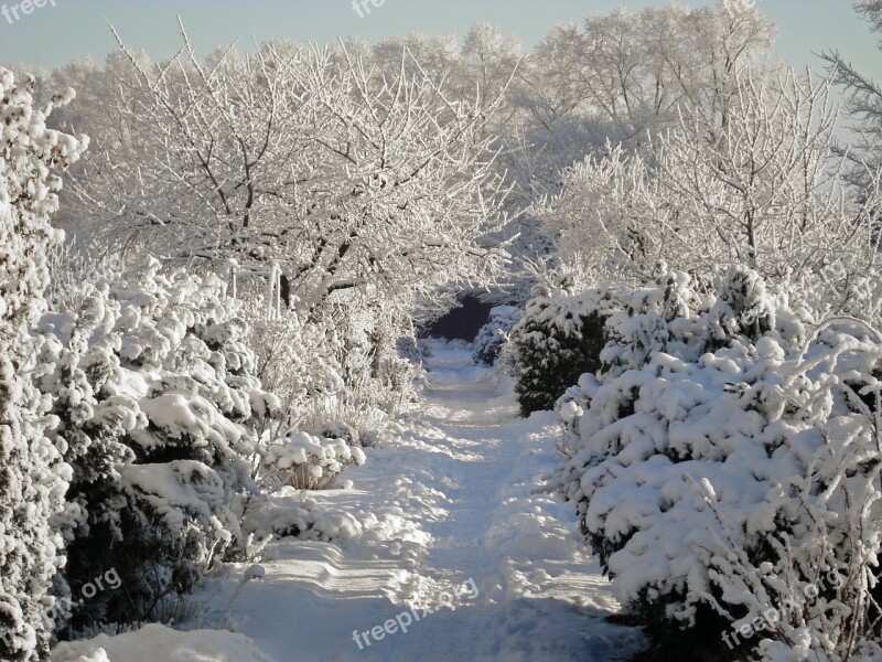 Winter Snow Garden Away Tree