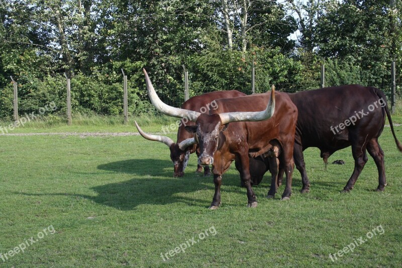 Oxen Green Zoo Horn Free Photos