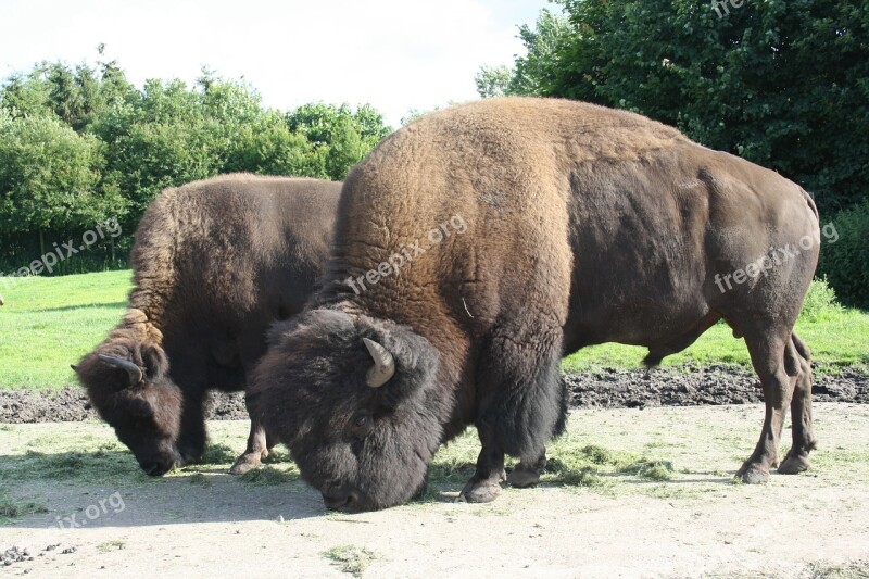 Muskos Buffalo Givskud Zoo Cowboy