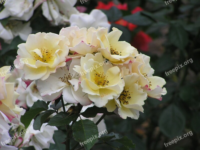 Roses Light Yellow Garden Free Photos