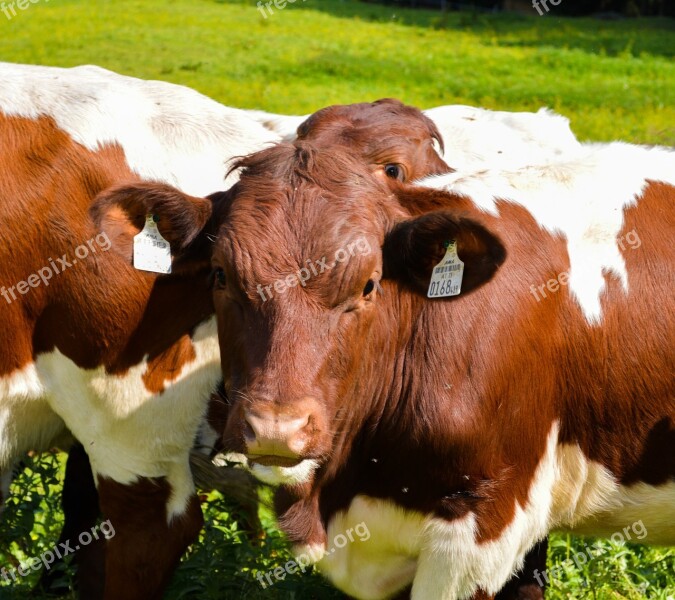 Cows Grass Brown White Cow