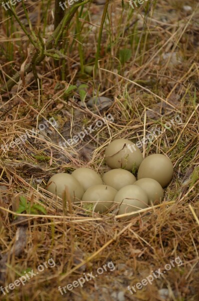 Nest Bird Eggs Bird's Nest Pheasant Eggs Pheasant's Nest