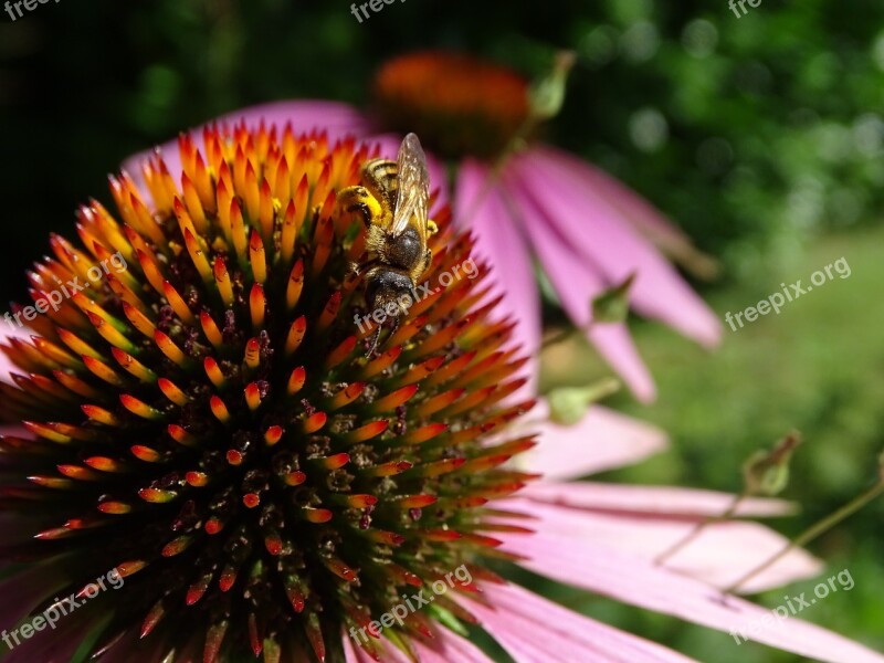 Echinacea Purpurea Coneflower Eastern Purple Coneflower Purple Wasp