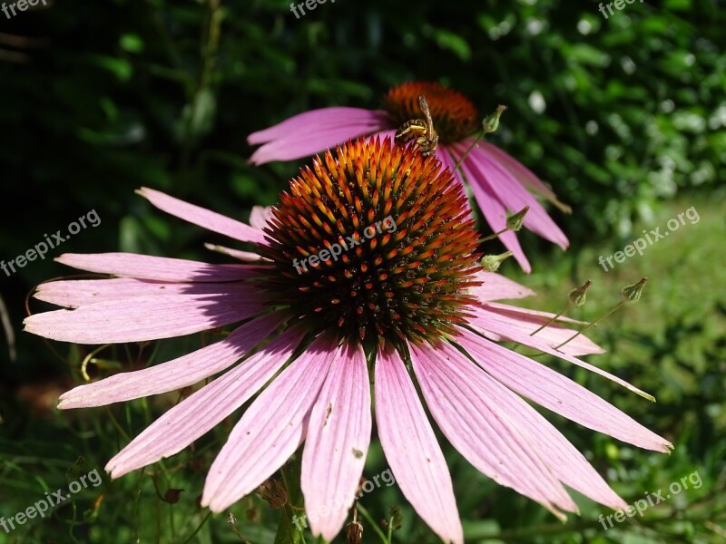 Echinacea Purpurea Coneflower Eastern Purple Coneflower Flower Purple