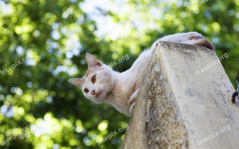 Cat White Summer On The Roof Wild Cat