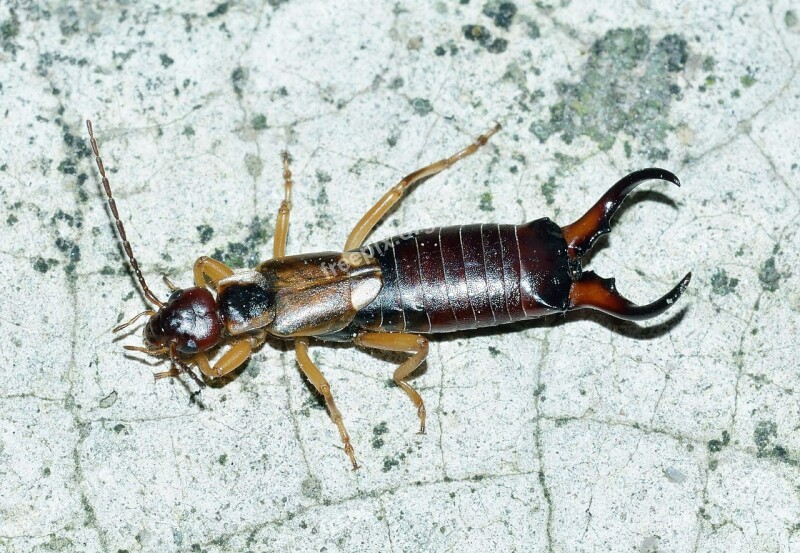 Earwig Insects Forticula Auriculata Free Photos