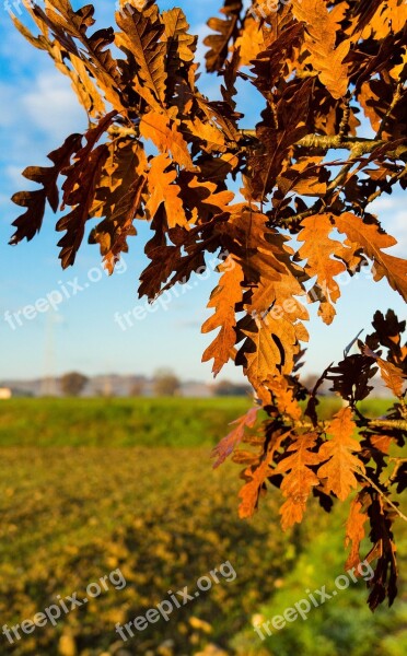 Branch Tree Leaves Trees Branches