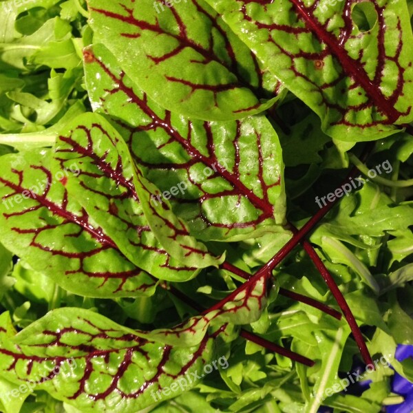 Vegetables Blood Sorrel Salad Healthy Vegan