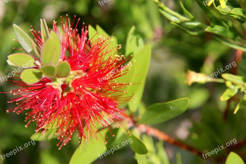 Blossom Bloom Plant Nature Flower