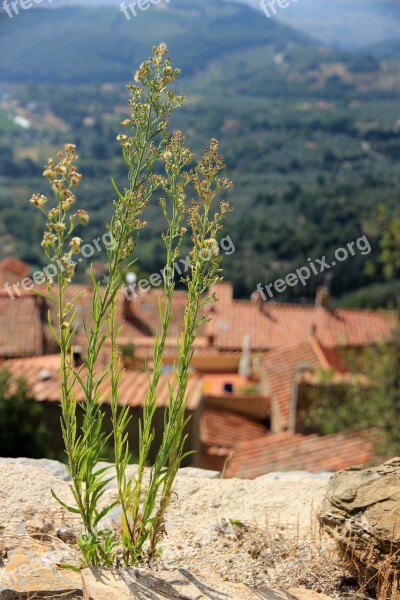 Plant Grasses Roofs Brick Nature