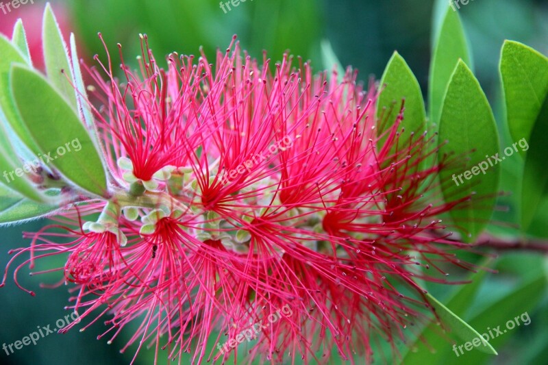 Blossom Bloom Pipecleaner Fluffy Close Up