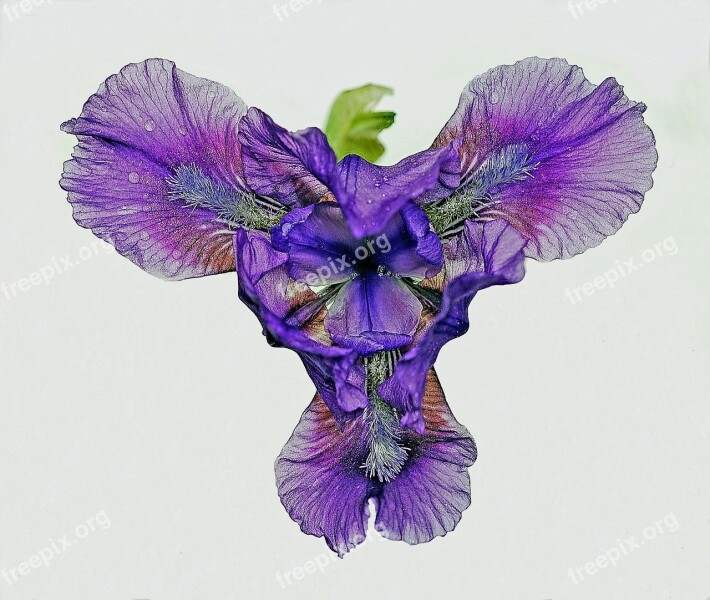 Iris Flower Floral Nature Blossom