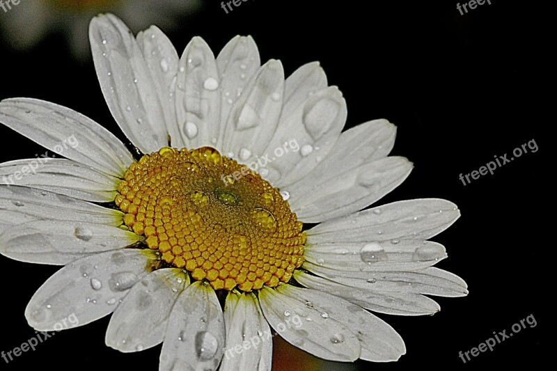 Daisy Flower Nature Summer White