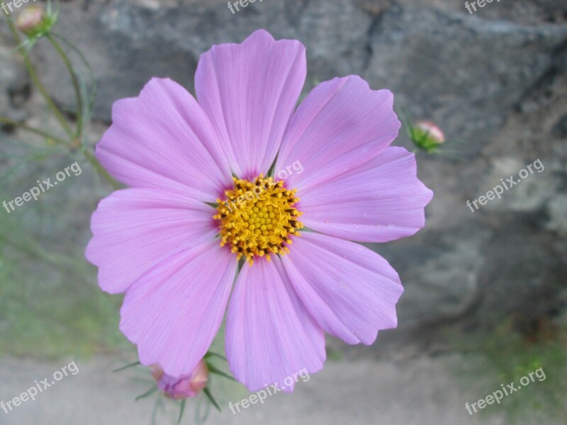 Cosmos Garden Flower Purple Free Photos