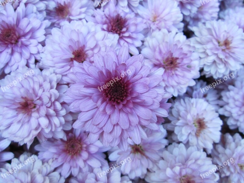 Chrysanthemum Garden Flower Cluster Purple