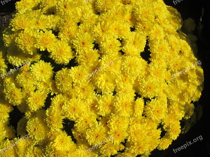 Chrysanthemum Garden Flower Cluster Yellow