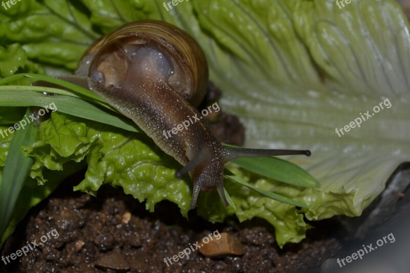 Snail Lettuce Animal Free Photos