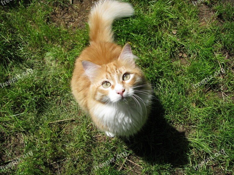 Cat Red Pet Maine Coon