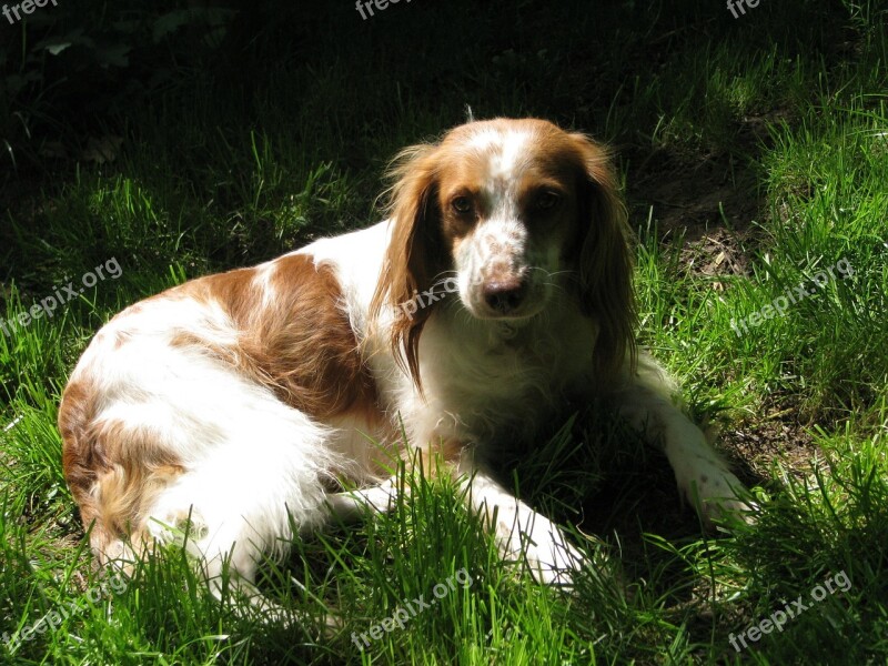 Dog Breton Breton Spaniel Brown White Concerns