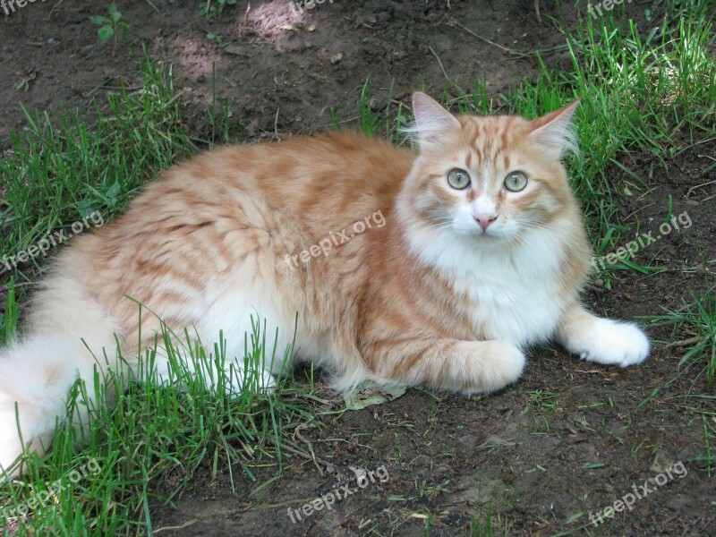 Cat Red Pet Maine Coon