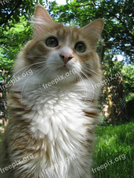 Cat Maine Coon Red Pet Garden