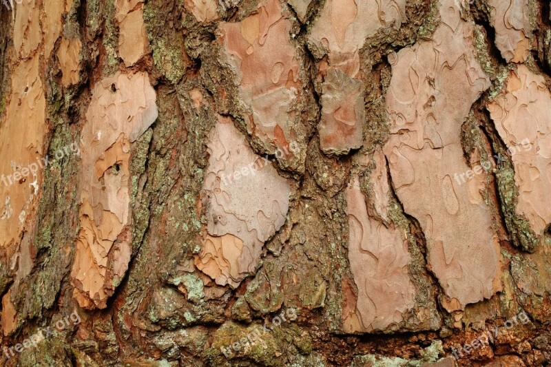 Bark Pine Background Structure Tree