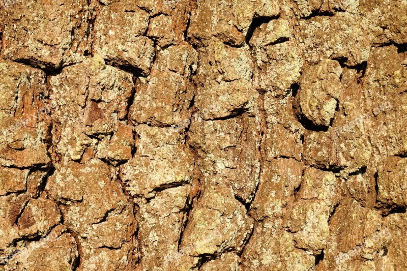 Bark Oak Background Structure Tree