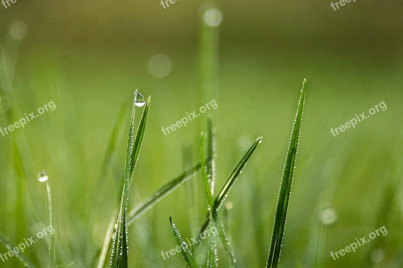 Grass Drops Dew Nature Green