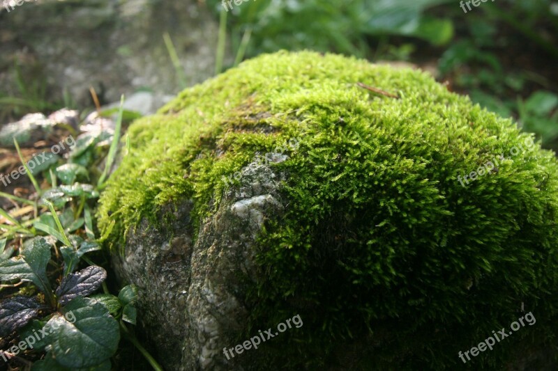 Mossy Rock Spring Green Water Moss