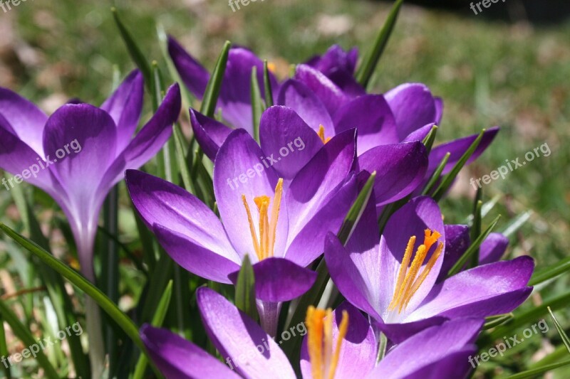 Crocus Spring Purple Flower Bloom