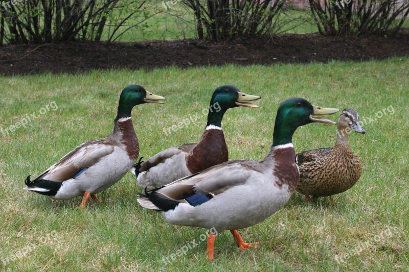 Ducks Mallard Bird Wildlife Animal