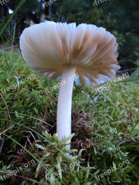 Fungus Mushroom Forest Nature Natural