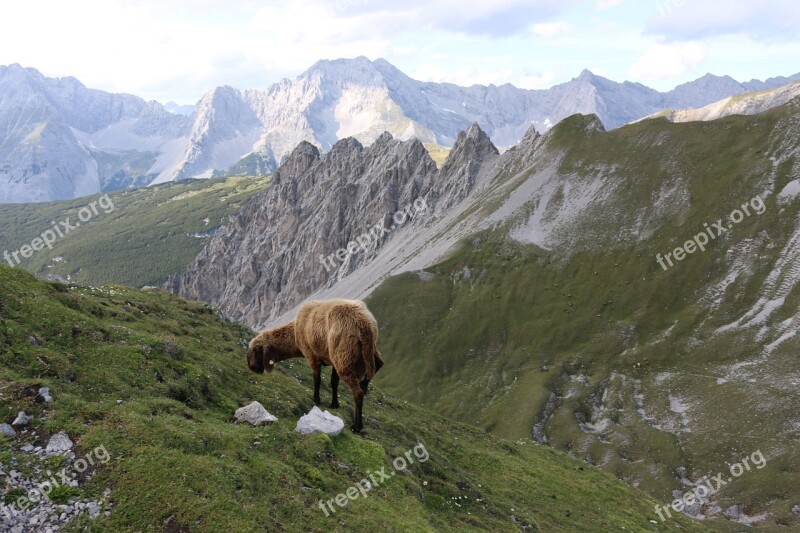 Mountain Sheep Landscape Alps Free Photos