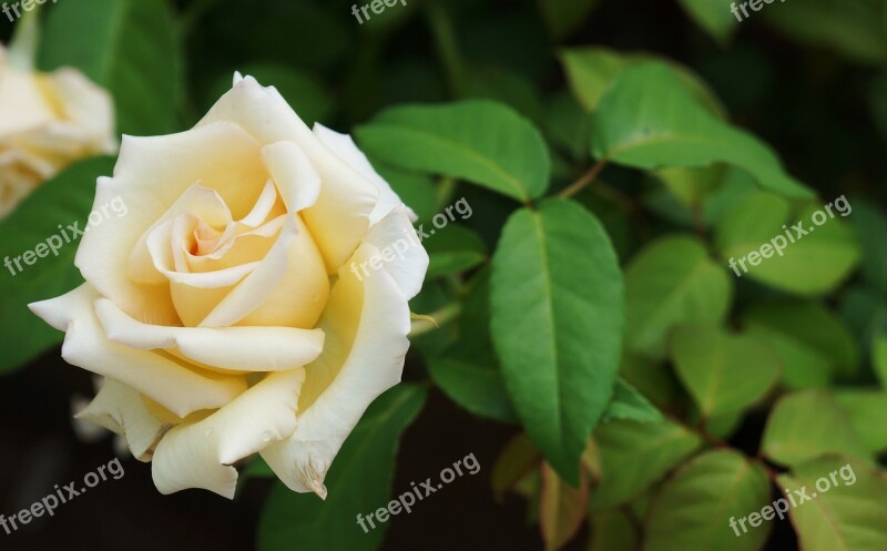 Rosa White Nature Button Flower