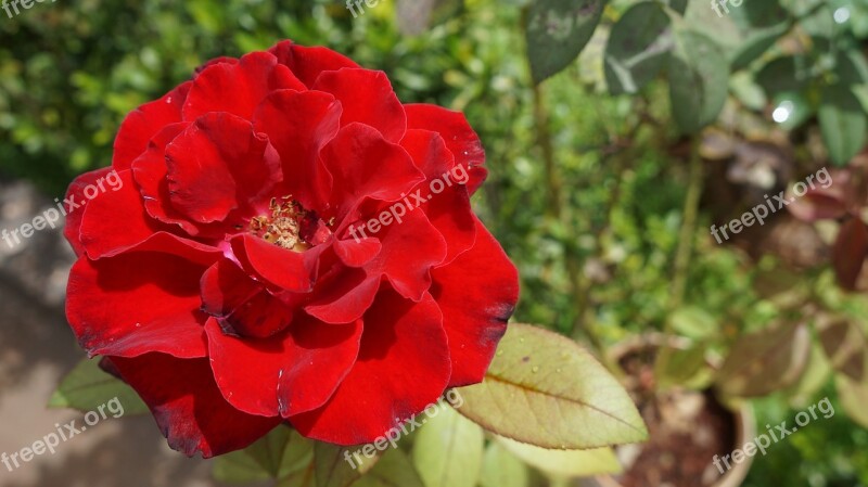 Rosa Flower Nature Linda Color Pink