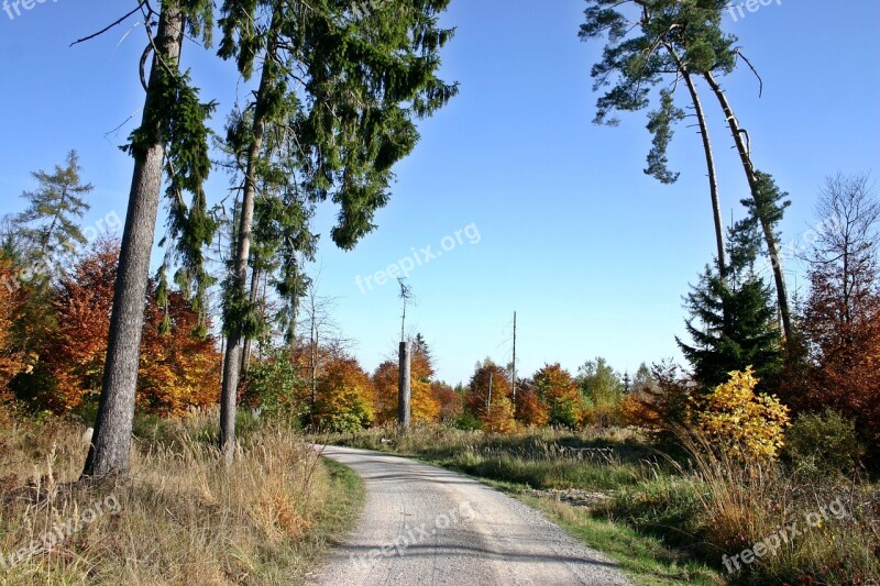 Forest Forest Path Nature Park Schönbuch Tree