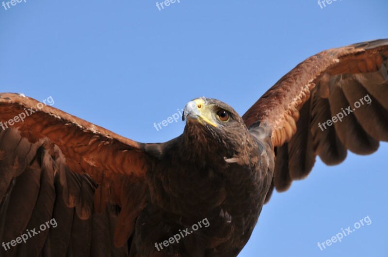 Falcon Raptor Bird Beak Animals