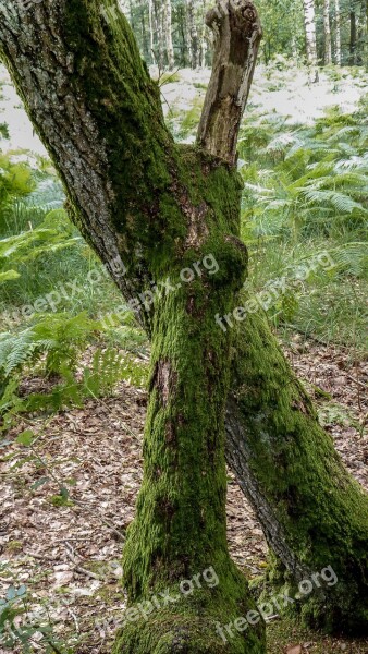 Root Tree Forest Wood Tree Root